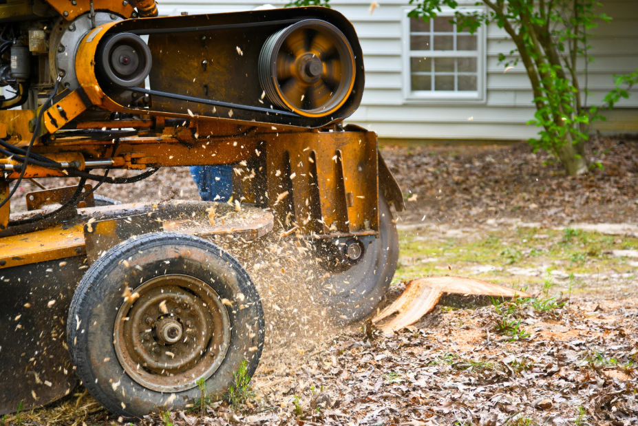 stump grinding1 stump grinding1